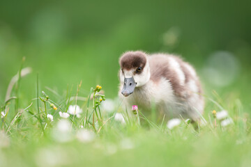 Egyptian Gosling in Wildflower Meadow