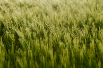 Mass of Growing Green Barley