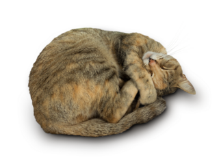 zusammengerollte schlafende Katze isoliert auf transparentem Hintergrund mit Schatten