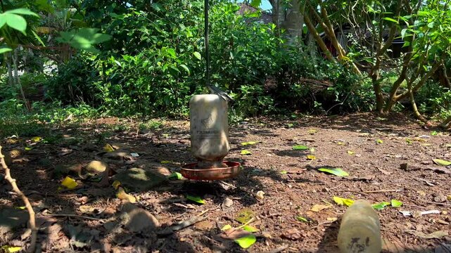 a place for drinking water for chickens hung on a tree using raffia
