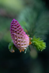 Developing Cone on a Fir Tree in Spring
