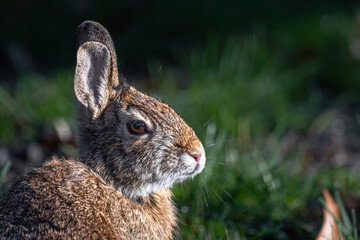 A Rabbit Enjoying the Early Morning Sun in Spring