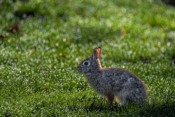 A Rabbit in the Early Morning in Spring on Dew-covered Lawn