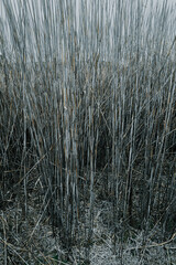 Fototapeta premium Reed Grass in Columbia National Wildlife Refuge, WA