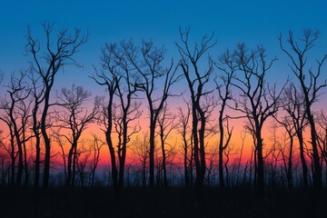 Obraz premium Bare Trees Against Vibrant Sunset