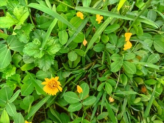Wedelia or Sphagneticola. Wildflower plant grows in tropical climates such as India, Indonesia, Japan, Myanmar, Philippines, Sri Lanka, Thailand and Vietnam. Used as herbal plant in China and Taiwan.