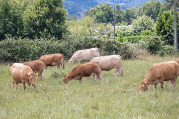 Shows a group of cows grazing peacefully on a lush green field under clear skies, surrounded by trees and bushes in the backdrop, epitomizing pastoral beauty.