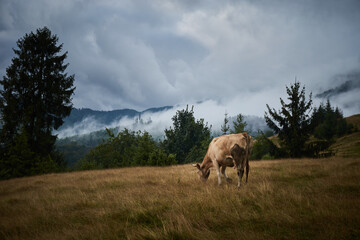 Cow Grazing in a Foggy Mountain Meadow. Borzhava range during summer. Carpathian mountains, Ukraine