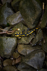 A Black And Yellow Salamander Crawling Over Rocks In A Forest. Borzhava range during summer. Carpathian mountains, Ukraine