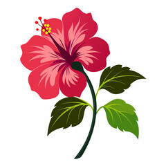 hibiscus flower with silhouette isolated on white