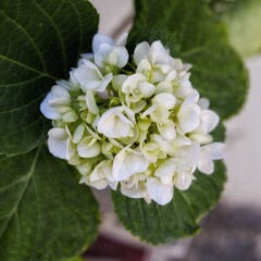 white hydrangea flower  