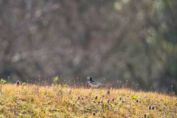 A White Wagtail Searching for Food, Bathed in the Morning Sunlight; Toyama, Japan