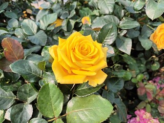 Yellow rose