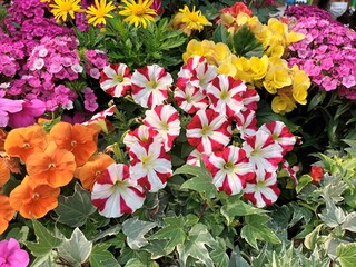 flowers in garden