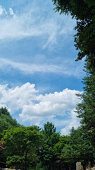 
A sky with clouds and a forest of trees.