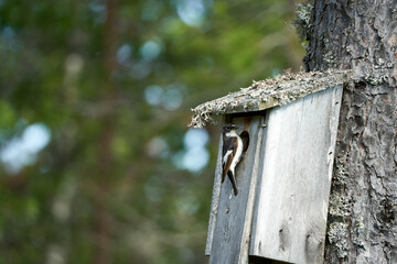 A male pied flycatcher perches at the entrance of a man-made nest box, delivering food to her hungry chicks