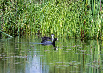 a beautiful bird in natural conditions sits on a green branch on a sunny day
