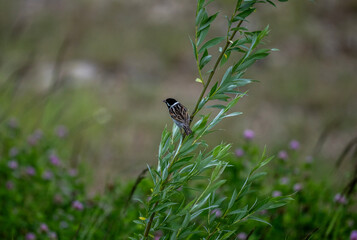 beautiful bird gray bunting sitting on a green branch on a sunny day