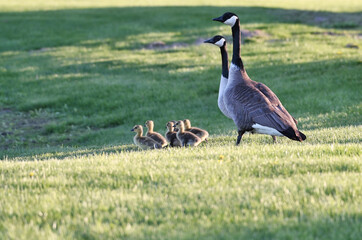 Canada Goose Family