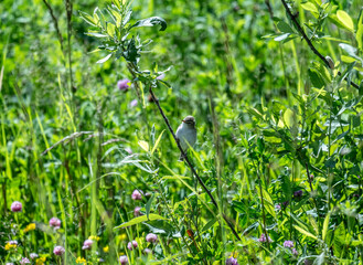 beautiful bird gray bunting sitting on a green branch on a sunny day