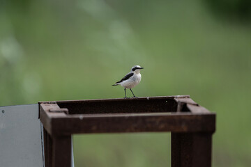 beautiful bird wheatear sitting on a bush in the forest on a sunny day