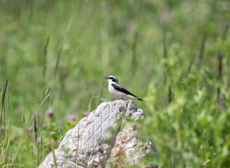 beautiful bird wheatear sitting on a bush in the forest on a sunny day