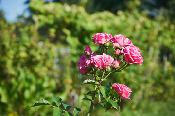 różowe róże  © Marcin Łazarczyk