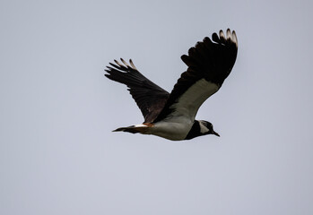 beautiful bird black and white lapwing in flight on a sunny day