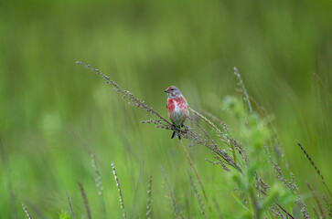 beautiful pink linnet bird sitting on a branch on a sunny day