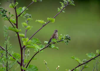 beautiful bird gray warbler sitting on a branch with prey in the forest on a sunny day