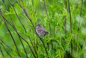 beautiful bird gray warbler sitting on a branch with prey in the forest on a sunny day