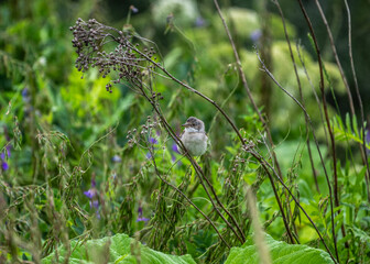 beautiful bird gray warbler sitting on a branch with prey in the forest on a sunny day