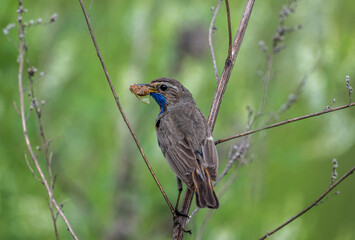 beautiful bluethroat bird sitting on a branch with prey in the forest on a sunny day