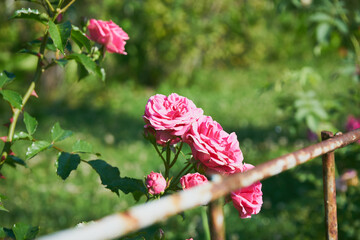 róże pnące  © Marcin Łazarczyk