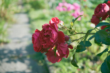 czerwone róże  © Marcin Łazarczyk