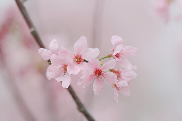 Fototapeta premium a sukura flowers on a spring day