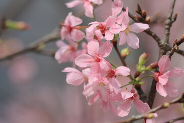 the pink blossom sukura flowers on a spring day