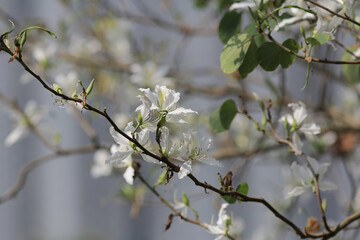 a flower blooming, Closeup Purple Orchid Tree