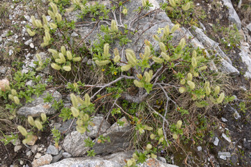 salix  hastada or halbred willow scrub with blossoms
