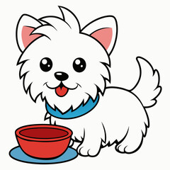 maltese dog drinking on white background