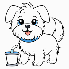 maltese dog drinking on white background