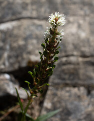 close up of Bistorta vivipara or alpine bistort flowering plant on a rock