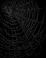 Spiderweb on black darkness background real cobweb