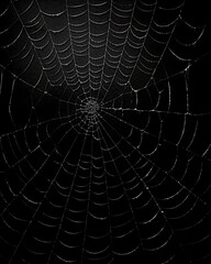 Fototapeta premium Spiderweb on black darkness background real cobweb