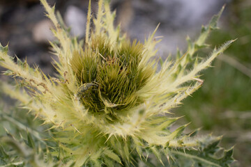Spiniest thistle Cirsium spinosissimum closeup of the top with blossom