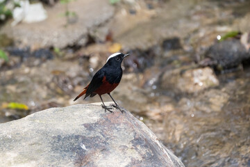 White-capped Redstart (Phoenicurus leucocephalus) sanding on a rock near the creek