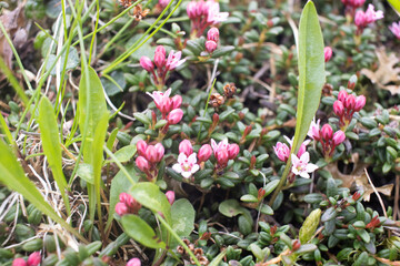 blossoms and dwarf scrub of Kalamia procumbens or alpine azalea of trailing azalea