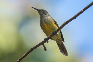 The fire-tailed sunbird (Aethopyga ignicauda) is a captivating species found primarily in the Himalayas.