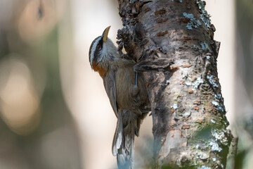 Streak-breasted scimitar babbler (Pomatorhinus ruficollis) crawling on a tree in its real habitat.