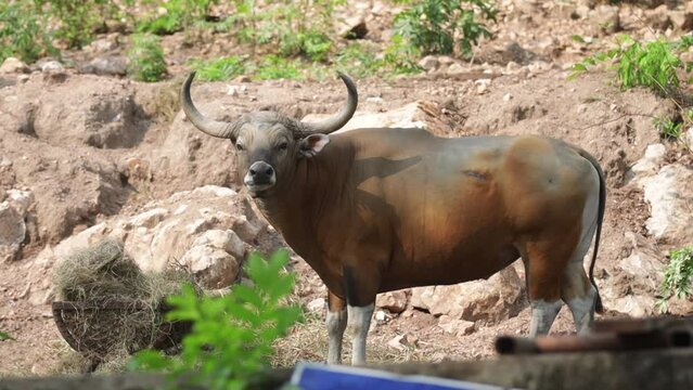 Beautiful Big Byson Buffalo in Zoo